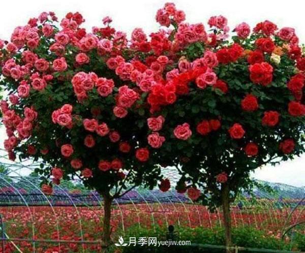 家庭園藝選擇樹狀月季，花期長生命力強種植簡單(圖1)