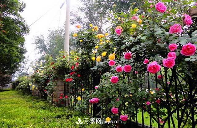 綠化園林里種植的藤本月季該如何修剪？(圖1)