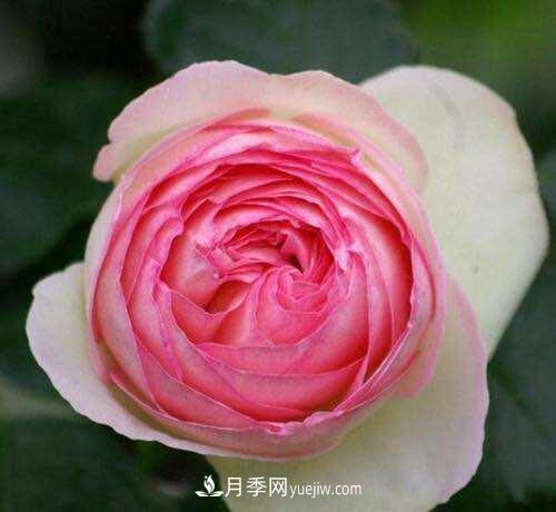 月季界的4大開花機器，養(yǎng)2種就擁有一個花園(圖1)