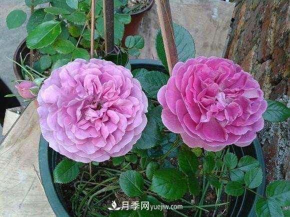 月季界的4大開花機器，養(yǎng)2種就擁有一個花園(圖3)
