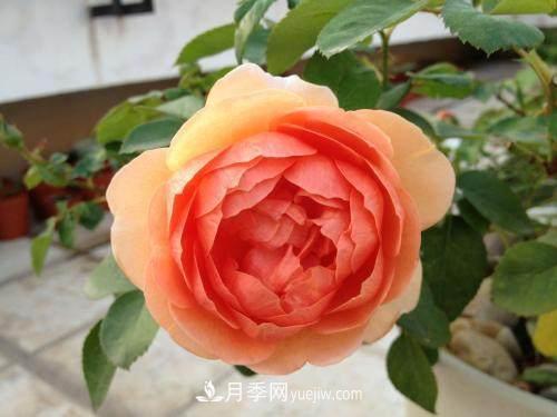 月季界的4大開花機器，養(yǎng)2種就擁有一個花園(圖4)