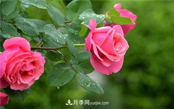 十大難養(yǎng)的花有哪些？什么花卉***難養(yǎng)？(圖1)
