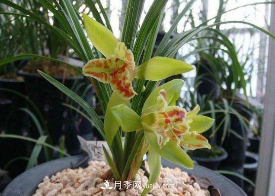 十大名貴蘭花品種，***好看的蘭花排名(圖1)