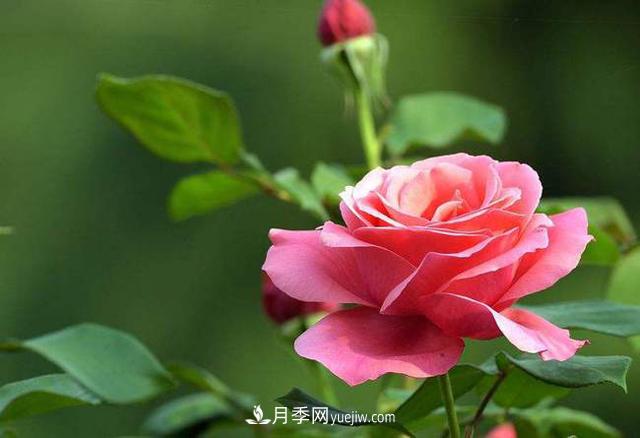 中國(guó)十大花卉排名，哪種名花排名**？(圖1)
