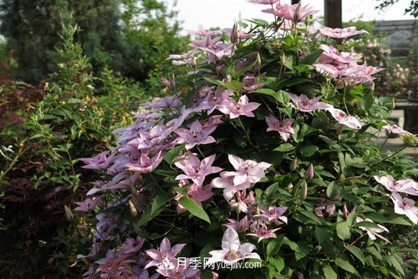 鐵線蓮花卉十大必買品種有哪些？(圖1)