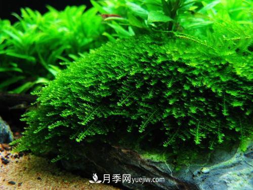 十大養(yǎng)不死的水草有哪些？(圖1)