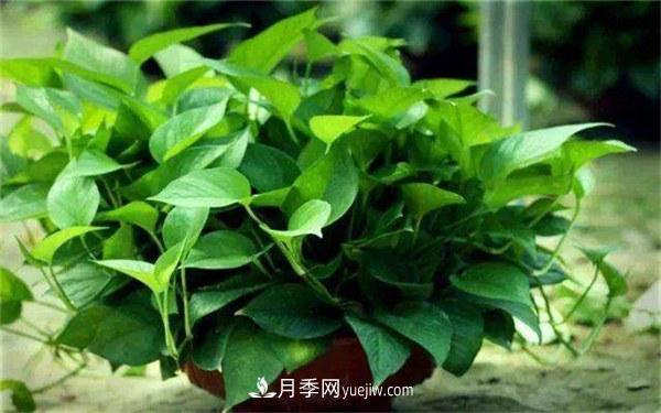 室內(nèi)十大凈化空氣植物，誰吸收有害氣體***有效？(圖1)