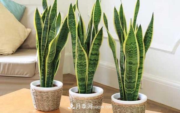 室內(nèi)十大凈化空氣植物，誰吸收有害氣體***有效？(圖3)