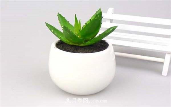 室內(nèi)十大凈化空氣植物，誰吸收有害氣體***有效？(圖2)