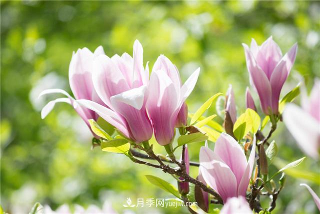 中國***香的五種花排名，我愛白玉蘭(圖1)
