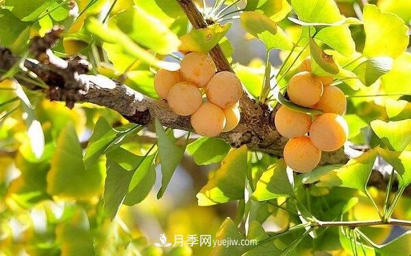 北方庭院十大吉祥之樹，種什么樹寓意好？(圖1)