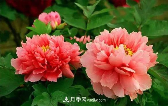 十大耐寒名花，判斷耐寒性較強的花卉(圖1)