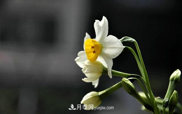 常見(jiàn)的草本植物有哪些？(圖2)