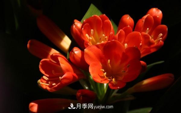 常見(jiàn)的草本植物有哪些？(圖5)