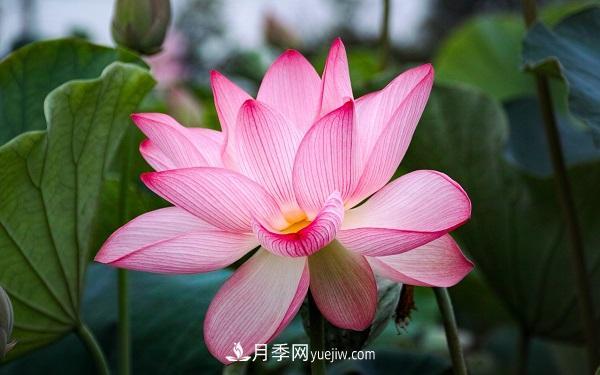 常見(jiàn)的草本植物有哪些？(圖4)
