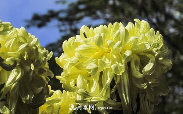 常見(jiàn)的草本植物有哪些？(圖3)
