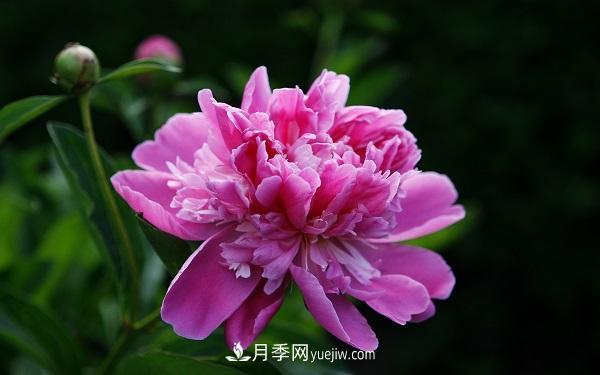 常見(jiàn)的草本植物有哪些？(圖1)