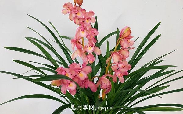 蘭花栽培方法是什么？怎么樣才能養(yǎng)好蘭花？(圖1)