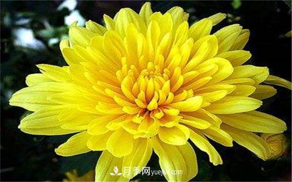 北方秋天開的花有哪些？哪個(gè)***好養(yǎng)？(圖1)