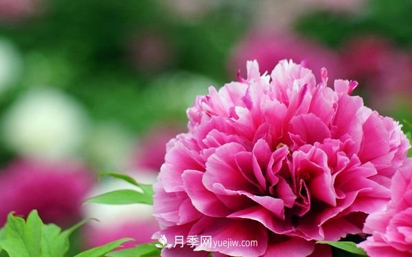 家庭牡丹花怎么養(yǎng)？要注意哪些方面？(圖1)