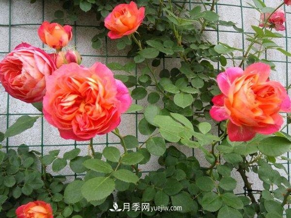 不怕暴曬的月季品種，盤點耐熱耐曬的品種(圖1)