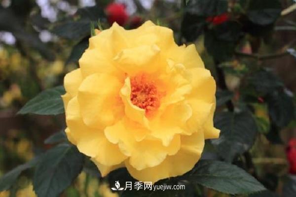 不怕暴曬的月季品種，盤點耐熱耐曬的品種(圖2)