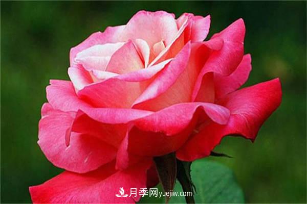 月季花的養(yǎng)殖方法，如何達(dá)到爆盆？(圖1)