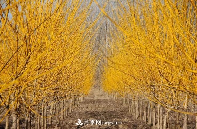 苗木人還有什么新路線可以走？(圖2)