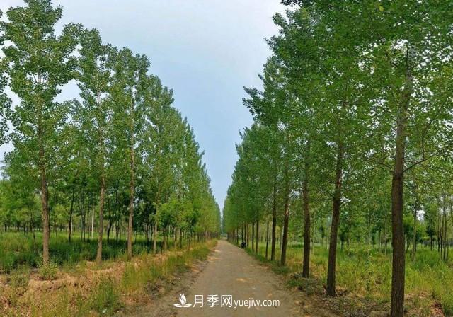 苗木人還有什么新路線可以走？(圖3)