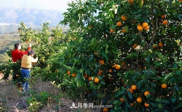 苗木人還有什么新路線可以走？(圖4)