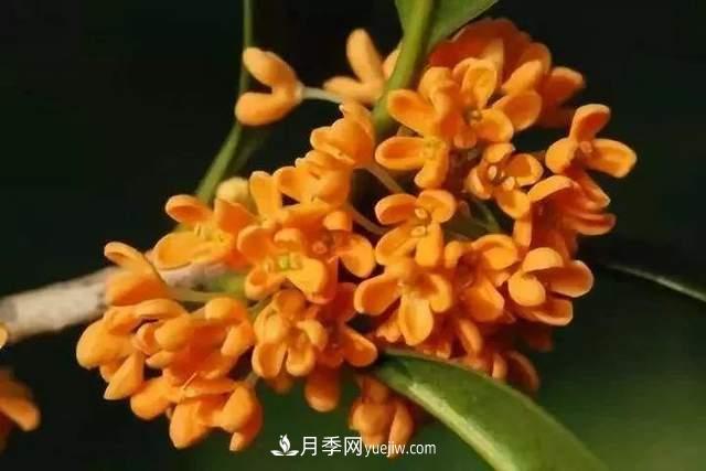 門前種桂花樹真的好嗎？(圖2)
