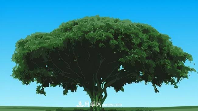 三個方法，教你給苗木擴冠(圖1)