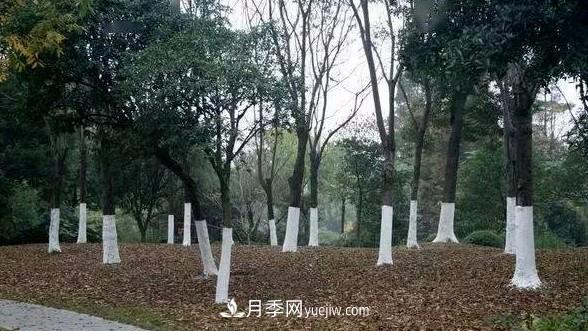 樹木涂白用途側(cè)重點不同，配方也不同(圖1)