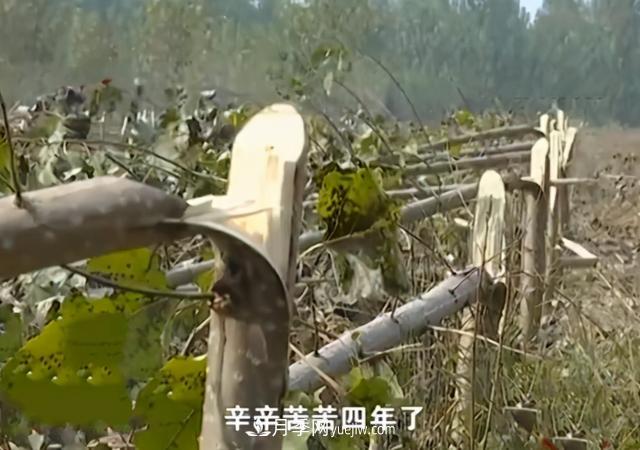 苗木如何防盜？(圖1)