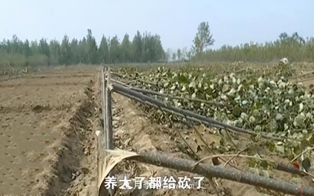 苗木如何防盜？(圖2)
