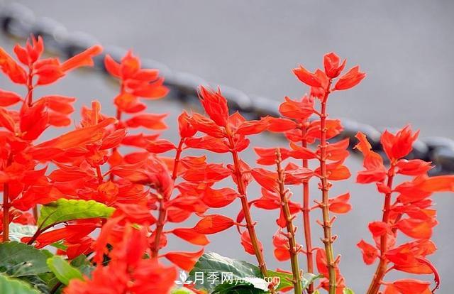 為啥這些花能脫穎而出，成為國慶花壇里的主流(圖5)
