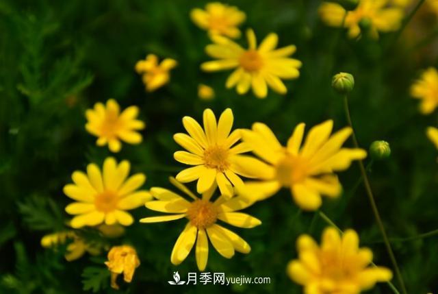 為啥這些花能脫穎而出，成為國慶花壇里的主流(圖4)