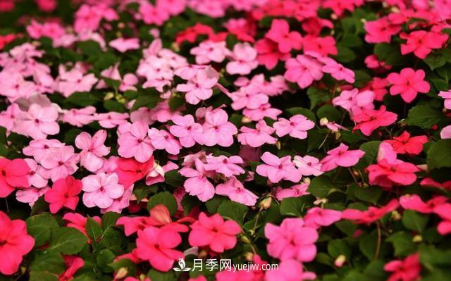 為啥這些花能脫穎而出，成為國慶花壇里的主流(圖8)