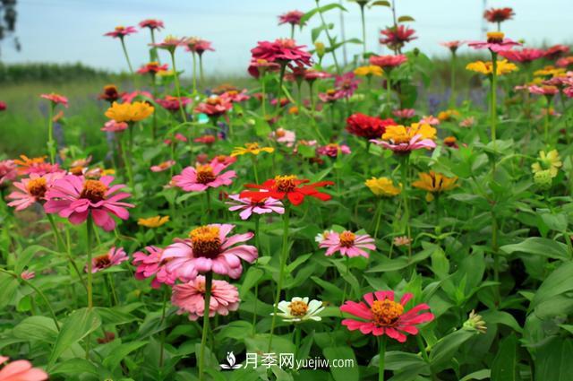 為啥這些花能脫穎而出，成為國慶花壇里的主流(圖7)