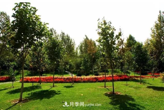 園林苗木移栽，怎樣才能更好生根？(圖2)