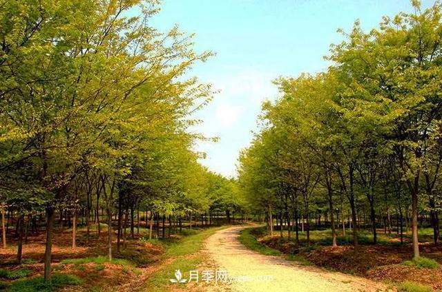 河南櫸樹(shù)，憑什么這么火？(圖1)