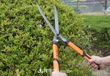 9月園林花木養(yǎng)護工作要點(圖2)