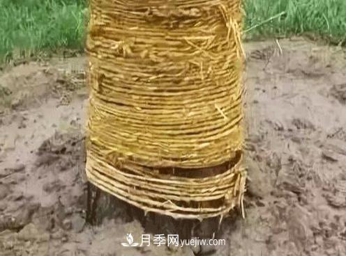 大喬木移栽后是否全部需要纏草繩？(圖1)