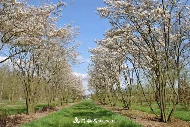 叢生苗木走俏，被稱為去庫存利器(圖3)