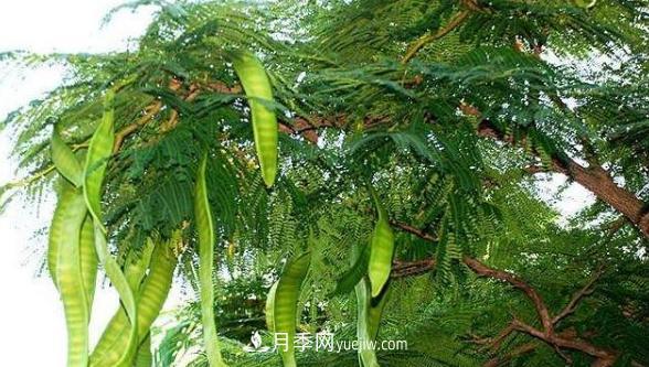 全身都是寶的南陽皂角樹，如今是優(yōu)良鄉(xiāng)土樹種(圖1)