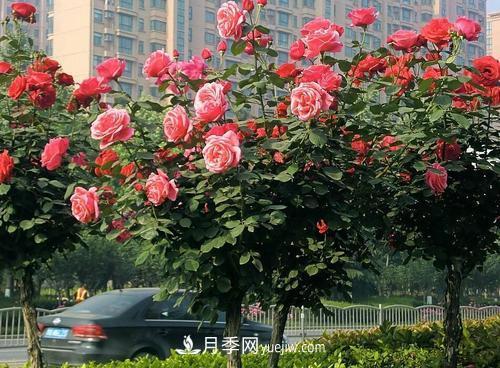 常規(guī)的月季樹多少錢一棵？(圖1)