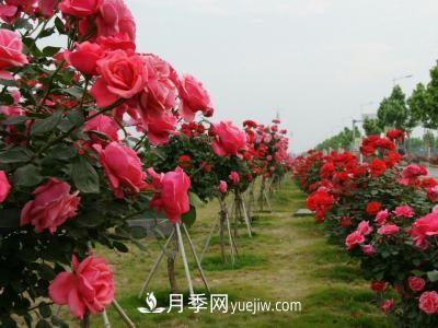 常規(guī)的月季樹多少錢一棵？(圖2)