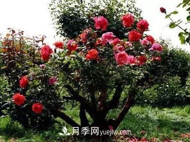 常規(guī)的月季樹多少錢一棵？(圖3)
