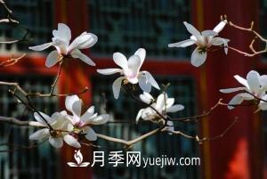 南召白玉蘭，廣玉蘭，紫玉蘭有什么區(qū)別，種植方法有哪些？(圖7)