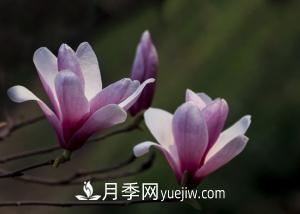 南召白玉蘭，廣玉蘭，紫玉蘭有什么區(qū)別，種植方法有哪些？(圖2)